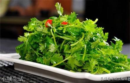 香菜为什么叫盐碎？