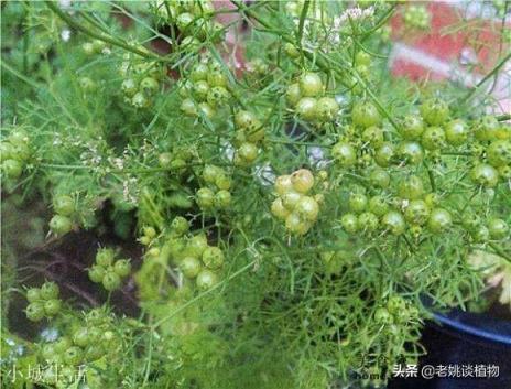 香菜为什么叫盐碎？