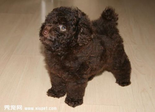 如何对贵宾幼犬进行训练？