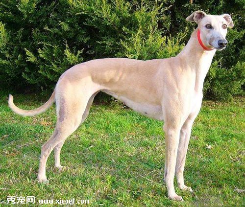 灵缇犬选购之外形特征