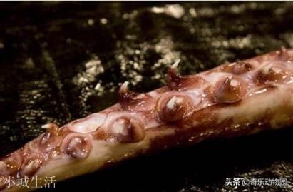 为什么人类不吃大王酸浆鱿鱼？能吃吗？