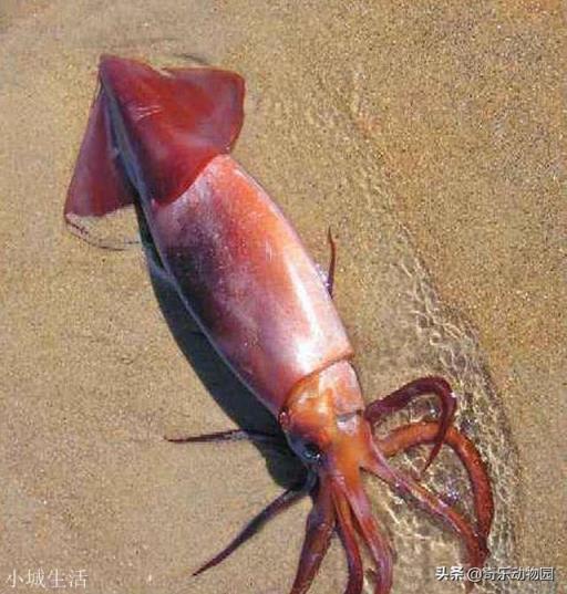 为什么人类不吃大王酸浆鱿鱼？能吃吗？