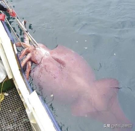 为什么人类不吃大王酸浆鱿鱼？能吃吗？