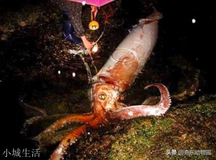 为什么人类不吃大王酸浆鱿鱼？能吃吗？