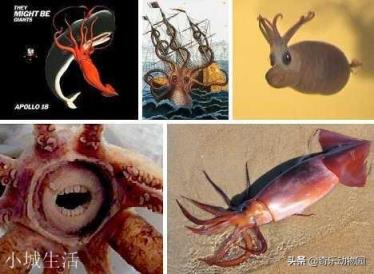 为什么人类不吃大王酸浆鱿鱼？能吃吗？