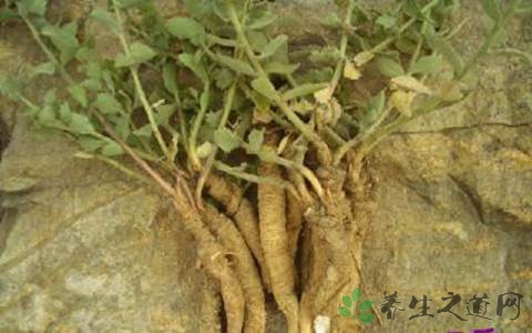 虫草双参酒能壮阳吗
