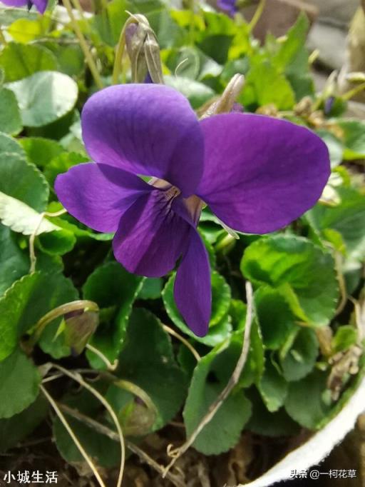 我家院子有树遮阳光，请问栽什么花能开花？