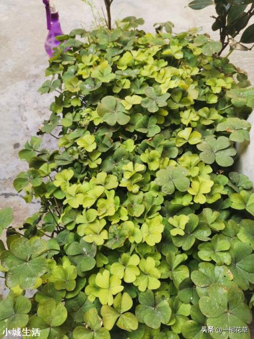 我家院子有树遮阳光，请问栽什么花能开花？