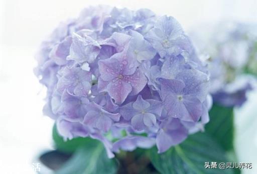 我家院子有树遮阳光，请问栽什么花能开花？