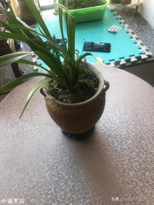 我家院子有树遮阳光，请问栽什么花能开花？
