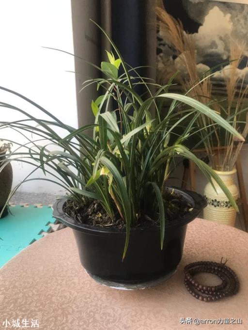 我家院子有树遮阳光，请问栽什么花能开花？