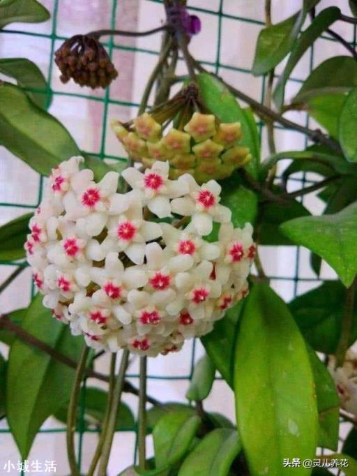 我家院子有树遮阳光，请问栽什么花能开花？