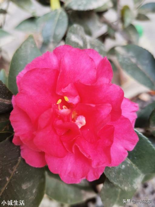 我家院子有树遮阳光，请问栽什么花能开花？