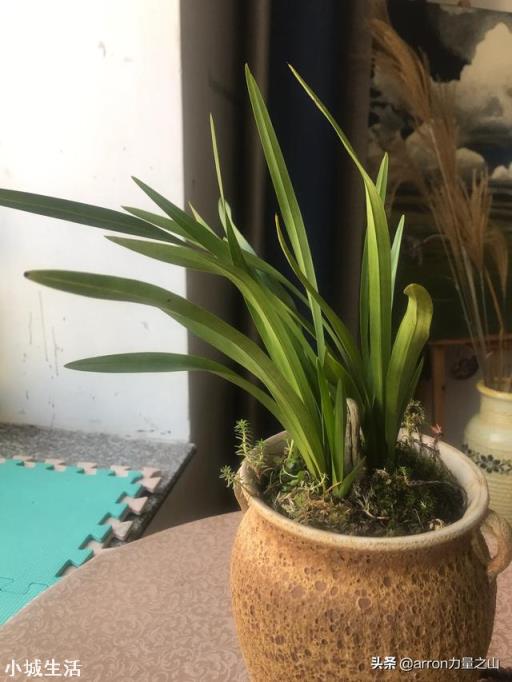 我家院子有树遮阳光，请问栽什么花能开花？