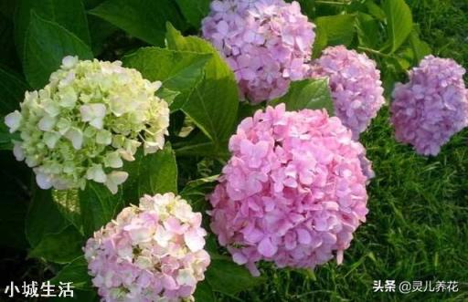 我家院子有树遮阳光，请问栽什么花能开花？
