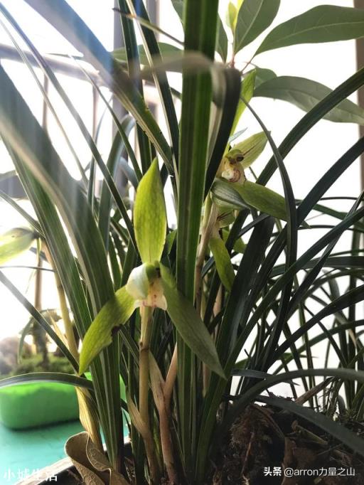 我家院子有树遮阳光，请问栽什么花能开花？
