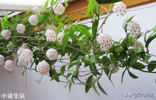 我家院子有树遮阳光，请问栽什么花能开花？