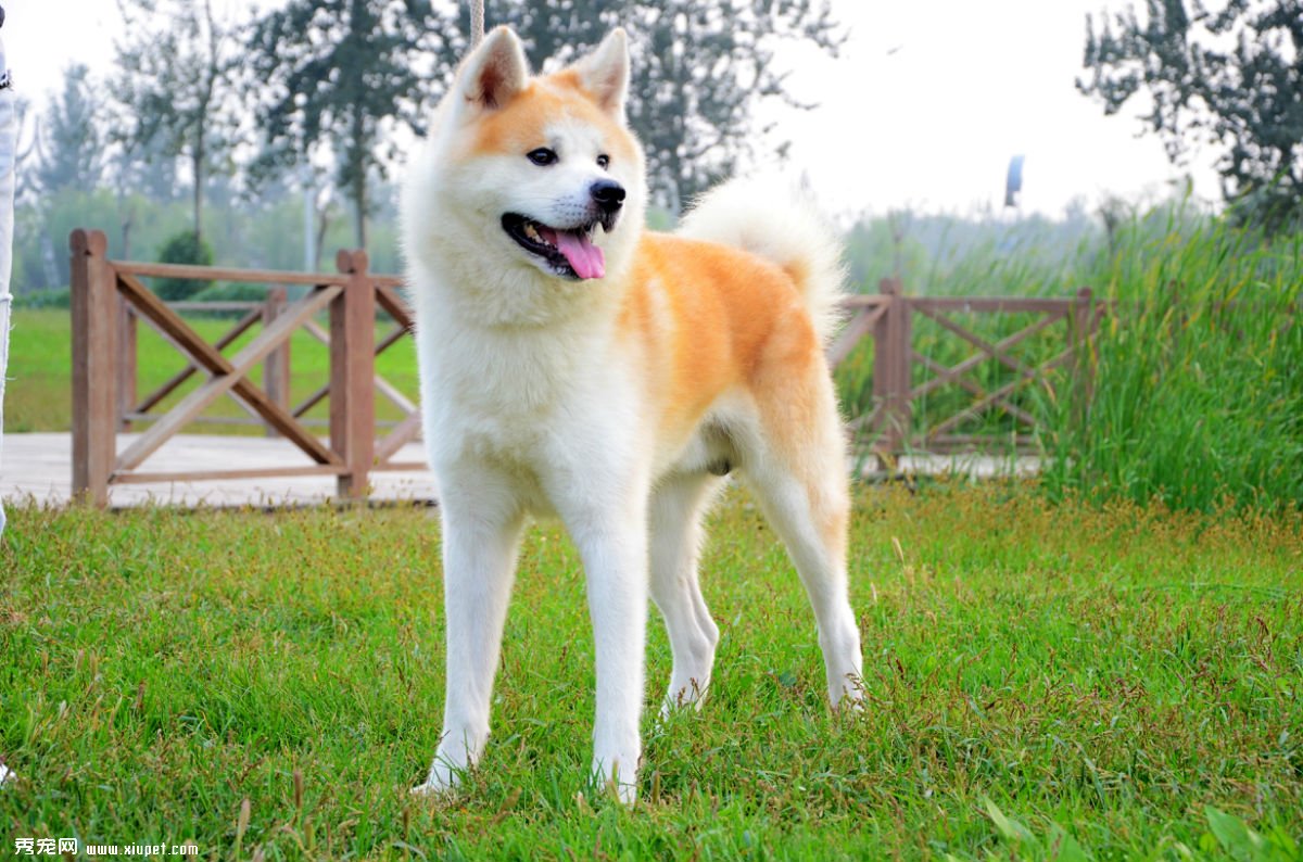 如何训练秋田犬的服从性