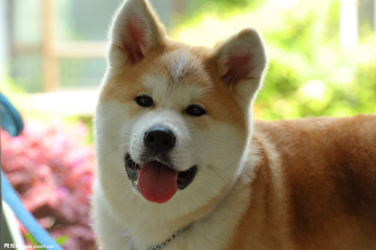秋田犬如何训练？秋田犬的训练要点