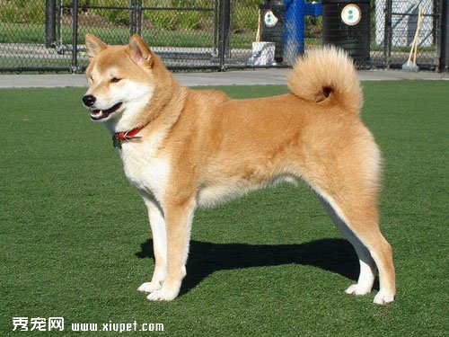 从秋田犬的动作观察其心理特征能更好训练