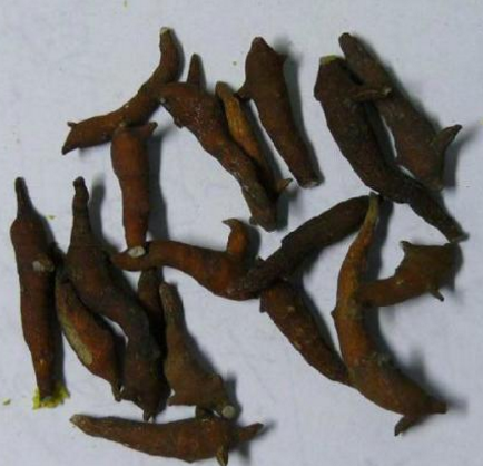 两头尖的功效与作用及禁忌