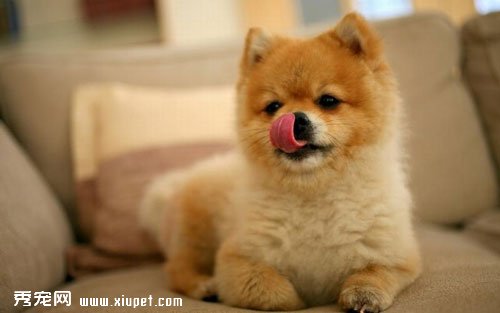 秋田犬洗澡最佳时间及步骤与注意事项