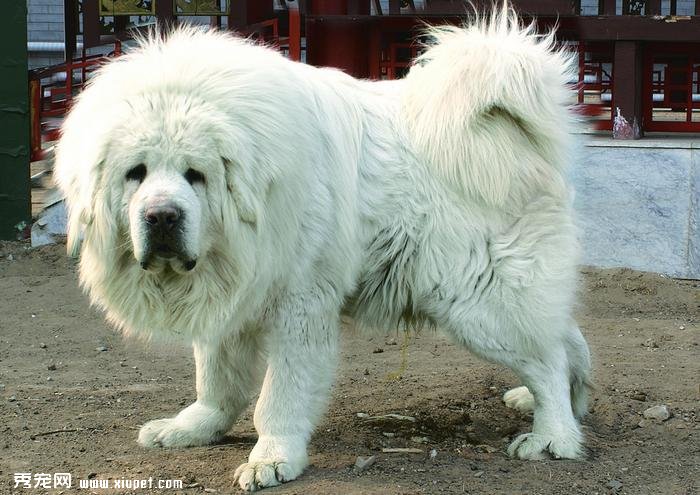 藏獒怎么养?如何饲养藏獒