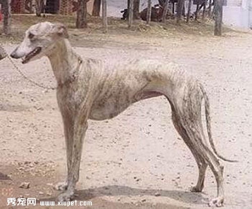 为了灵缇犬的健康在饲养过程中需要注意些什么？