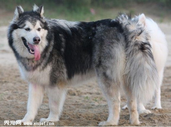 如何训练阿拉斯加雪橇犬乖乖散步