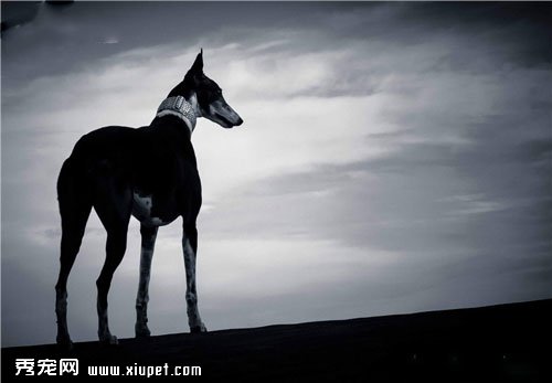 灵缇犬选购之灵缇犬生活习性