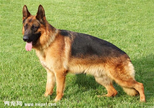 【德牧训练】德国牧羊犬如何做防卫训练？