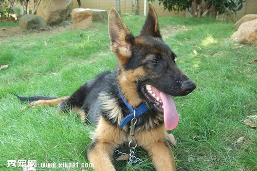 德国牧羊犬幼犬的选择与步骤