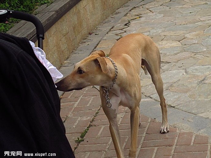 灵缇犬好养吗？如何饲养灵缇犬