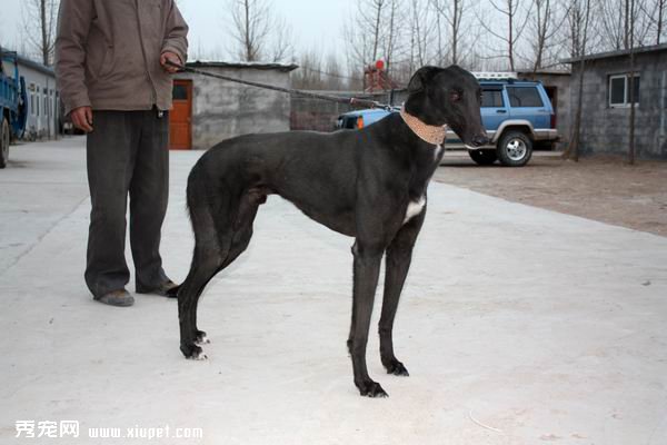 【灵缇犬】格力犬的成长养护要点
