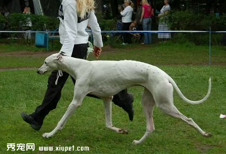 灵缇犬好训练吗？灵缇犬从小应该如何训练