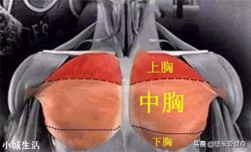 练胸时是上、中、下放在一起练，还是分次单独训练一个部位？