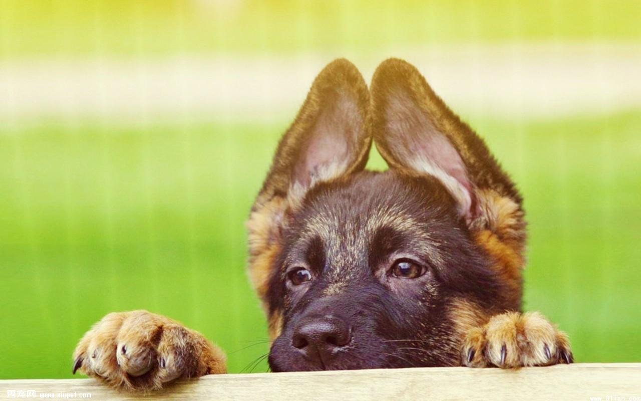 饲养德国牧羊犬的基本知识