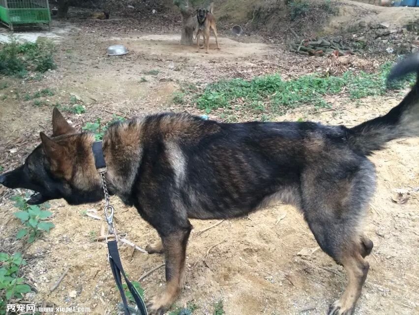训练德国牧羊犬初识飞盘