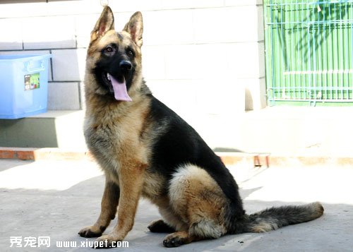 选购德国牧羊犬幼犬的两个步骤