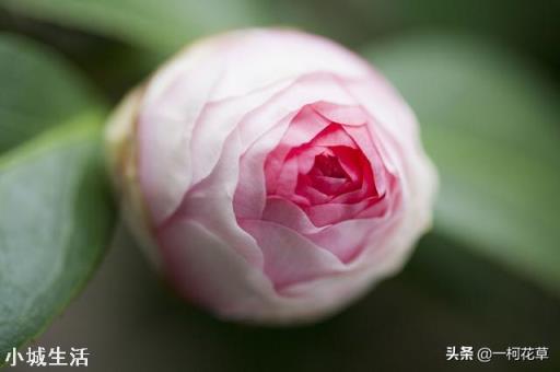 冬天茶花能放水里软化土吗？如何养护？