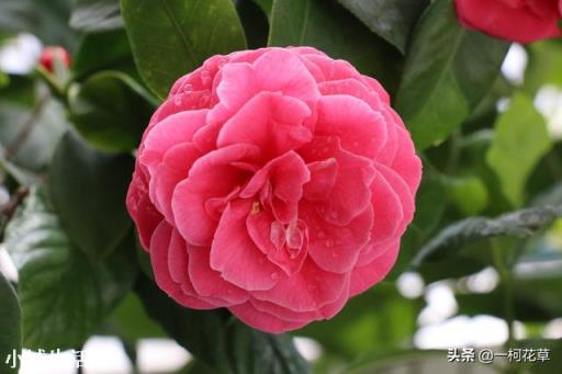冬天茶花能放水里软化土吗？如何养护？