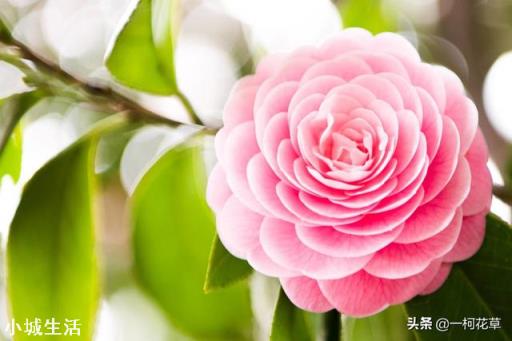 冬天茶花能放水里软化土吗？如何养护？