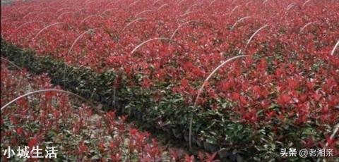 红叶石楠什么季节移栽好？