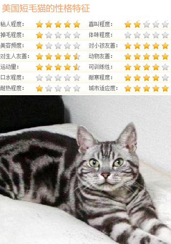 美国短毛猫价格,饲养美国短毛猫注意事项有哪些