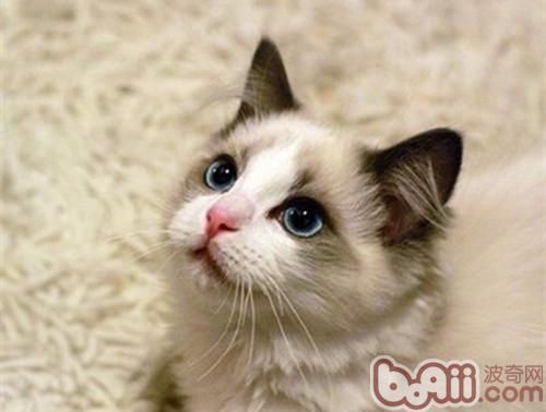 什么原因导致布偶猫价格如此高,布偶猫价格高昂的原因