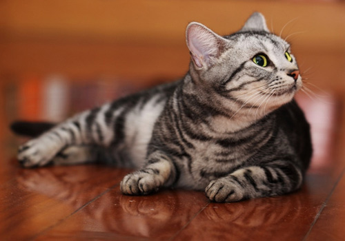 什么原因导致布偶猫价格如此高,布偶猫价格高昂的原因