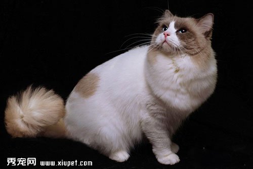 什么原因导致布偶猫价格如此高,布偶猫价格高昂的原因