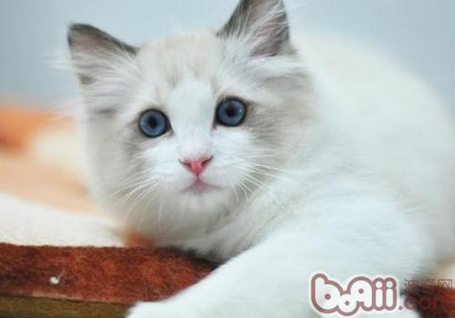 布偶猫价格,布偶猫品种简介