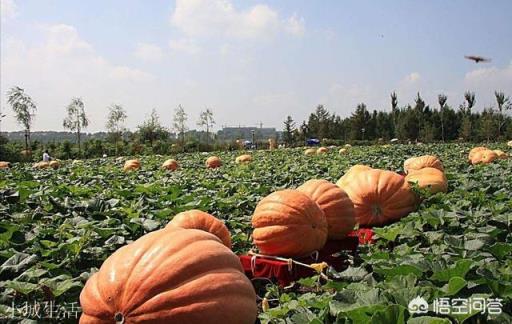 高血压能不能吃南瓜?