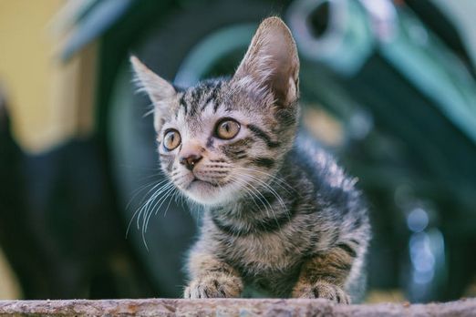 猫咪能喝奶粉吗?